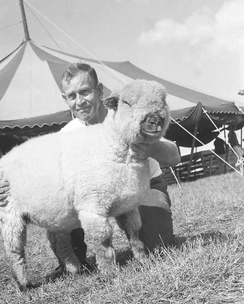 Fredericksburg Fair, 1958, ewe